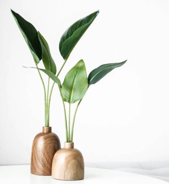 plantes vertes d’intérieur