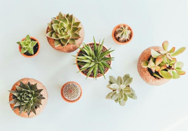  Plantes d’intérieur et d’extérieur Etterbeek