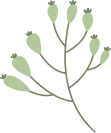 fleurs