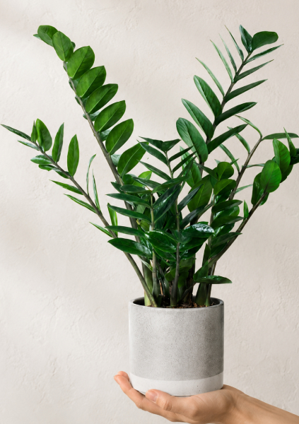 Plantes d’intérieur et d’extérieur